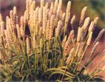This is what the psyllium plant looks like
